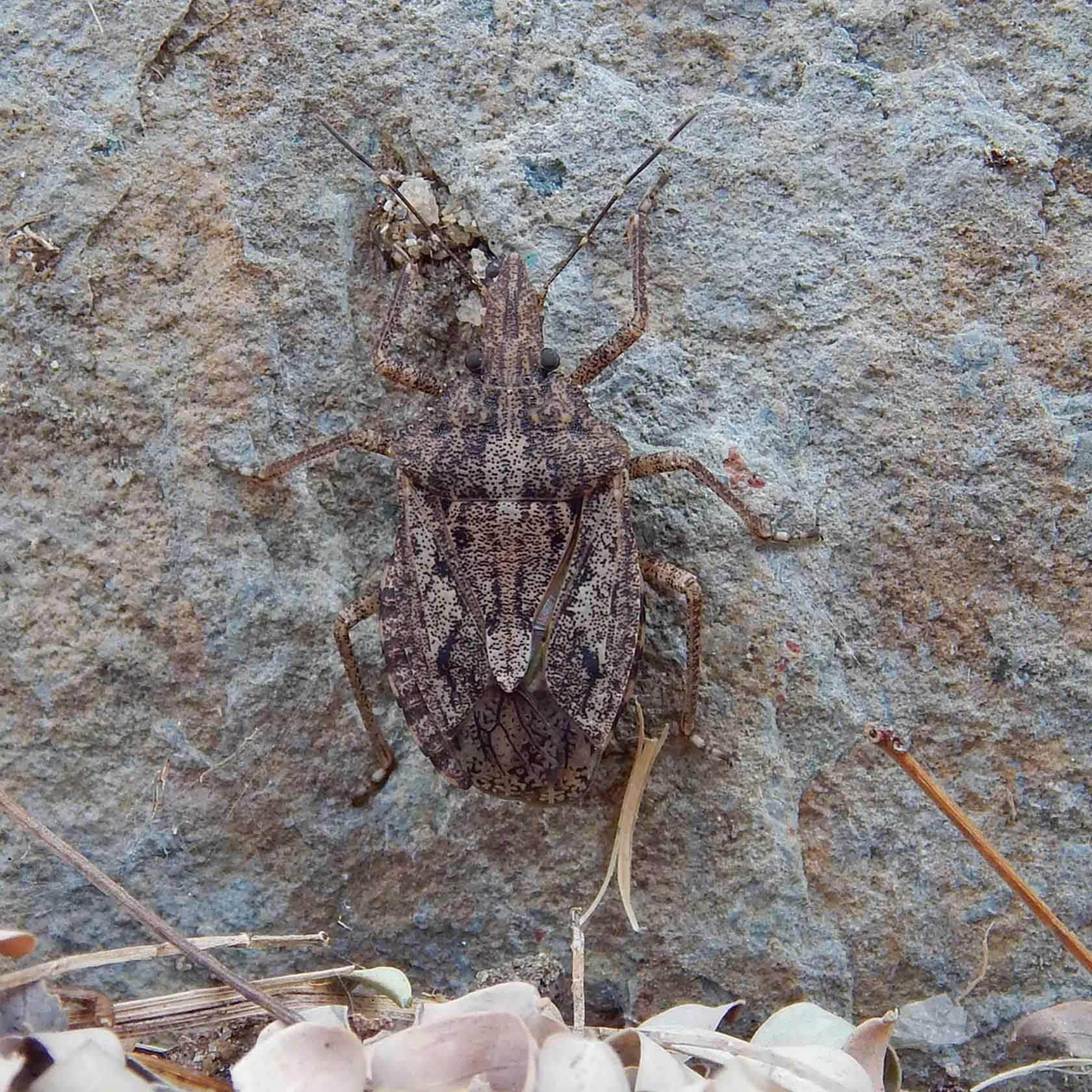 stink-bug